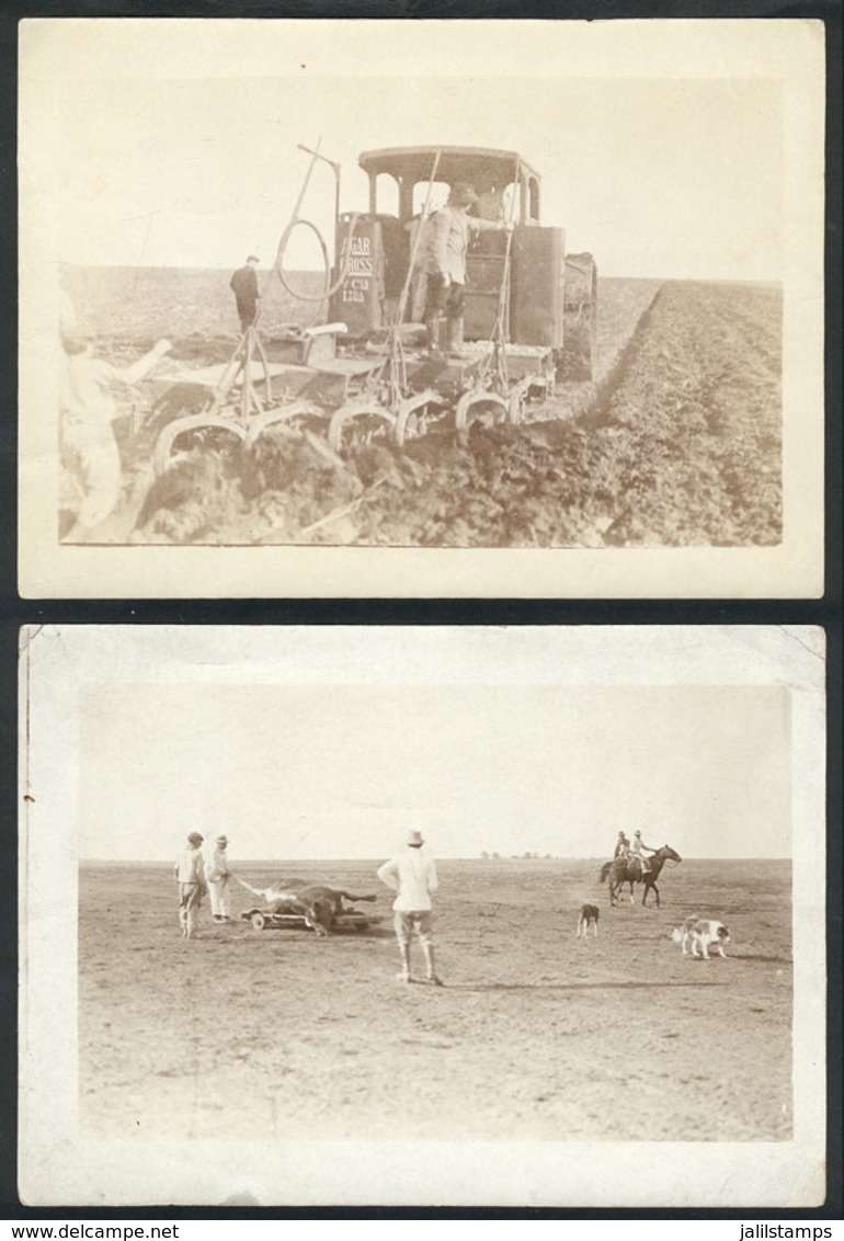 637 ARGENTINA: Rural Scenes: Lot Of 9 Photographs Circa 1910, Showing Views Of Cattle And - Autres & Non Classés