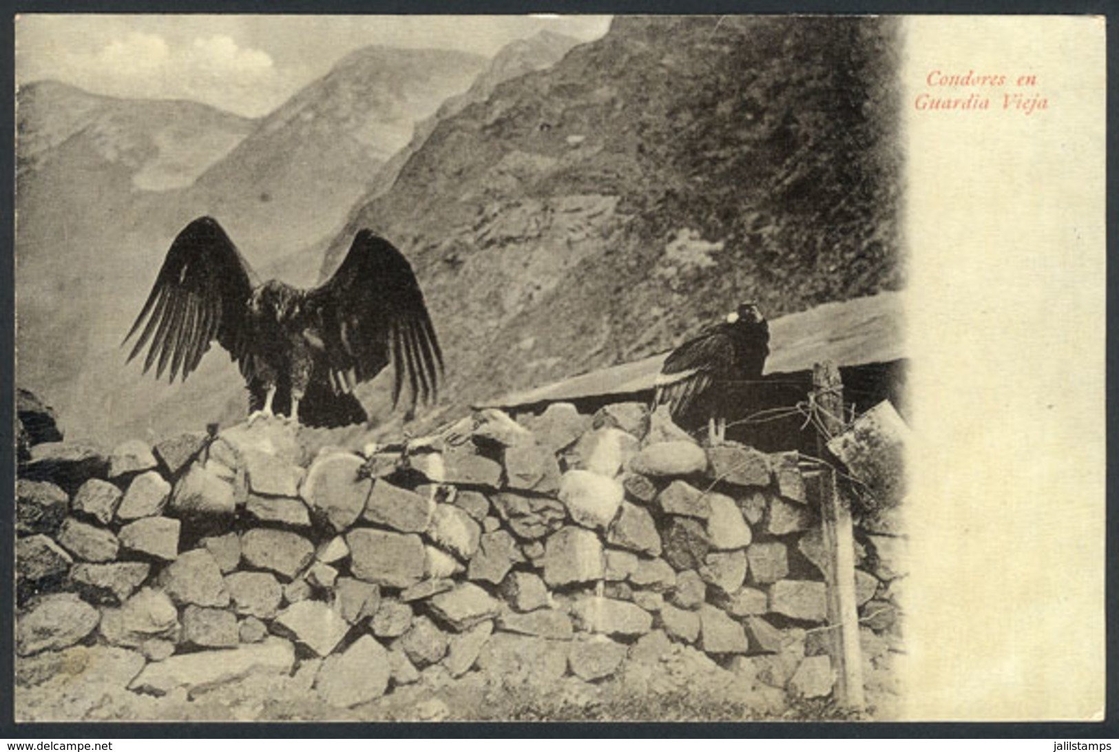 742 CHILE: Condors At Guardia Vieja, Andes, Ed.Eggers, Circa 1905, VF Quality! - Chili