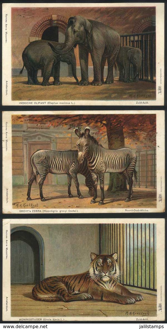1046 NETHERLANDS: ANIMALS: 3 Old Postcards With Views Of Animals, VF Quality - Autres & Non Classés