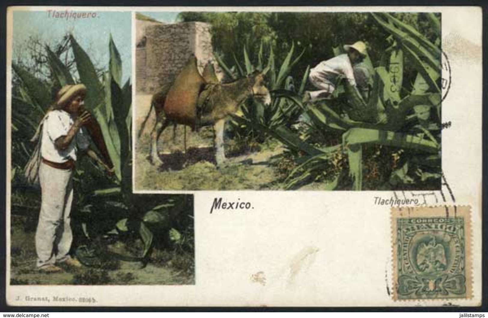 1323 MEXICO: Tlachiqueros (collecting Maguey Juice), Ed. Jacobo Granat, Used In 1903, VF! - Mexiko