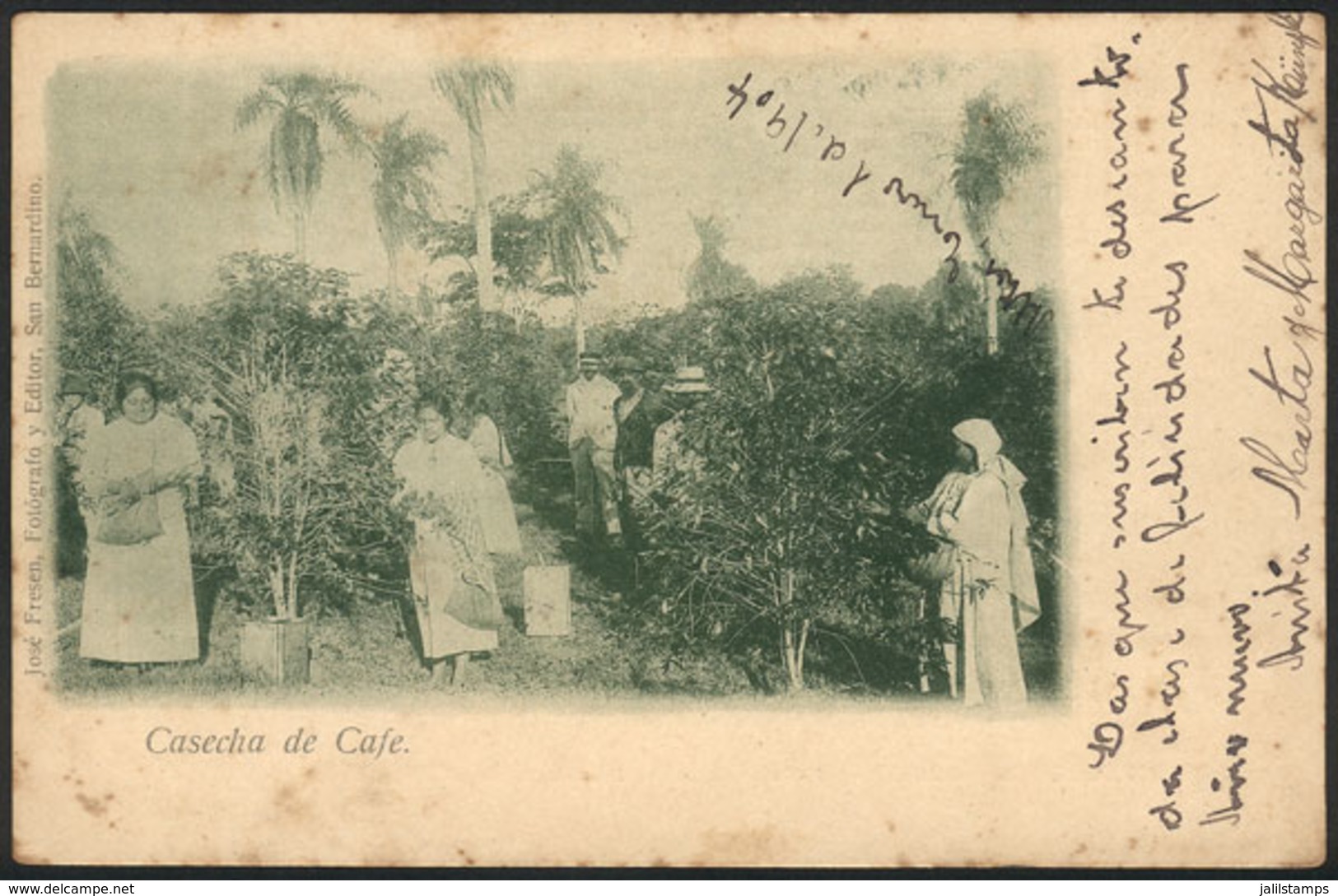 1364 PARAGUAY: Harvesting COFFEE Beans, Ed. Fresen, PC Sent To Montevideo In DE/1903, Ligh - Paraguay