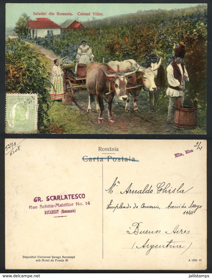 1444 ROMANIA: Harvesting Grapes, Vineyard, Sent To Buenos Aires In 1911, VF Quality - Romania