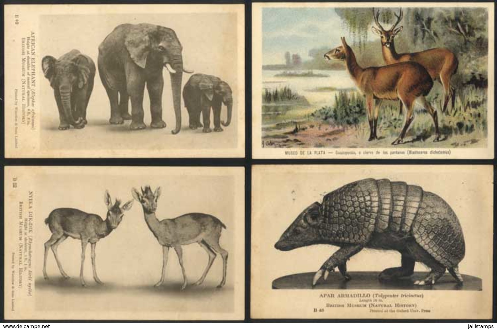 1531 WORLDWIDE: ANIMALS: 4 Old Postcards With Nice Views, Excellent Quality - Unclassified