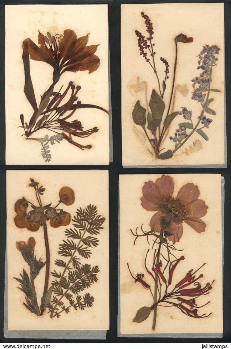 1550 WORLDWIDE: 4 Postcards With Dried Flowers, Circa 1900, VF Quality - Non Classés