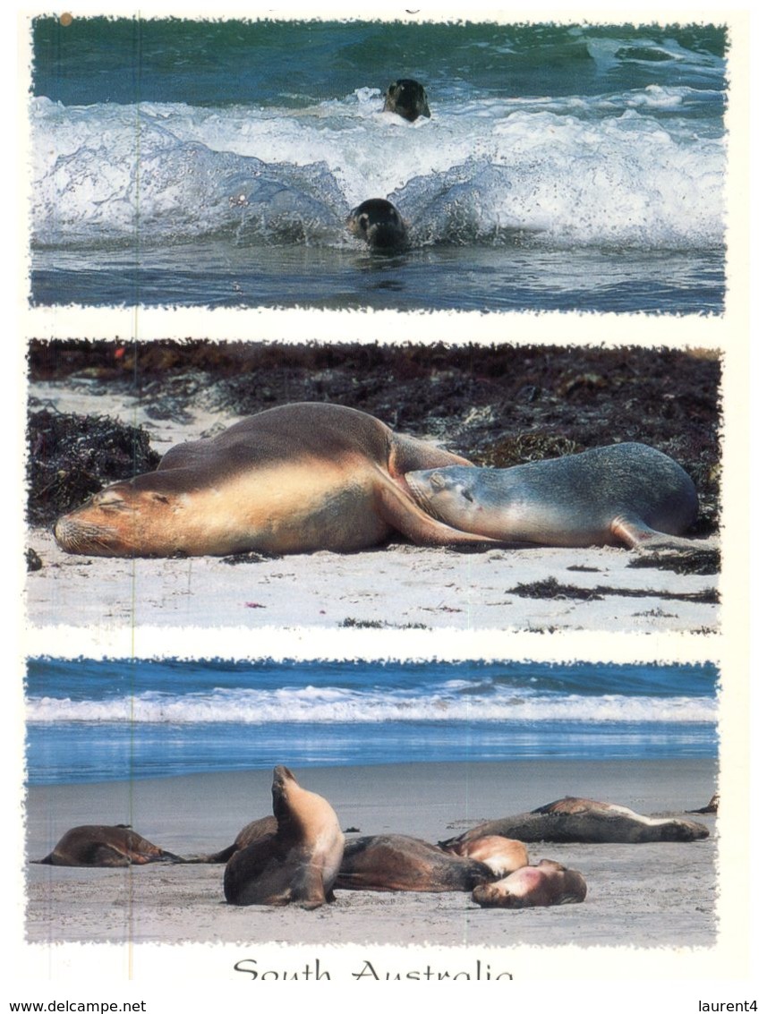 (200) Australia - (with Australian Opera Stamp At Back Of Card) - SA - Kangaroo Island And Seal - Kangaroo Islands