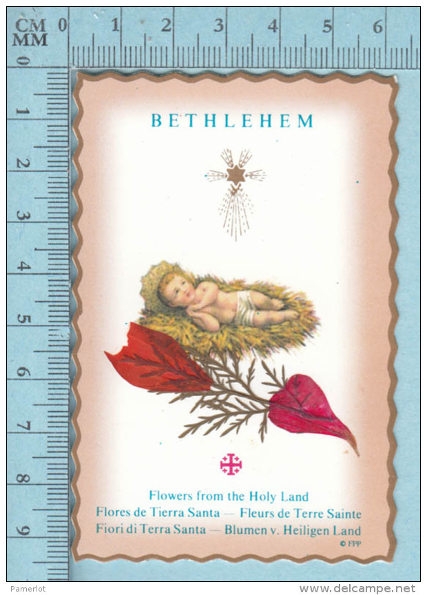 Fleurs De Terre Sainte- Image, Religion, Bethlehem - Religion & Esotericism