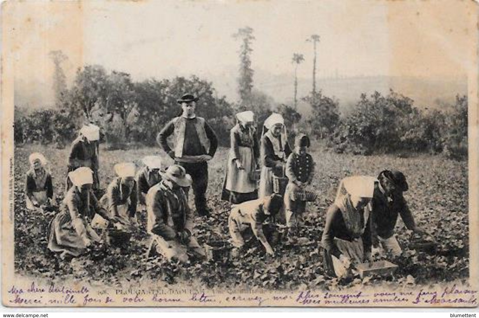 CPA Région Bretagne Métier Types Circulé Fraises Plougastel - Bretagne