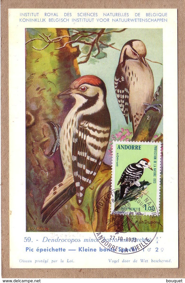 ANDORRE - CARTE MAXIMUM - OISEAUX - MUSEE ROYAL D'HISTOIRE NATURELLE DE BELGIQUE - 59 - PIC EPEICHETTE - 1973 - Spechten En Klimvogels