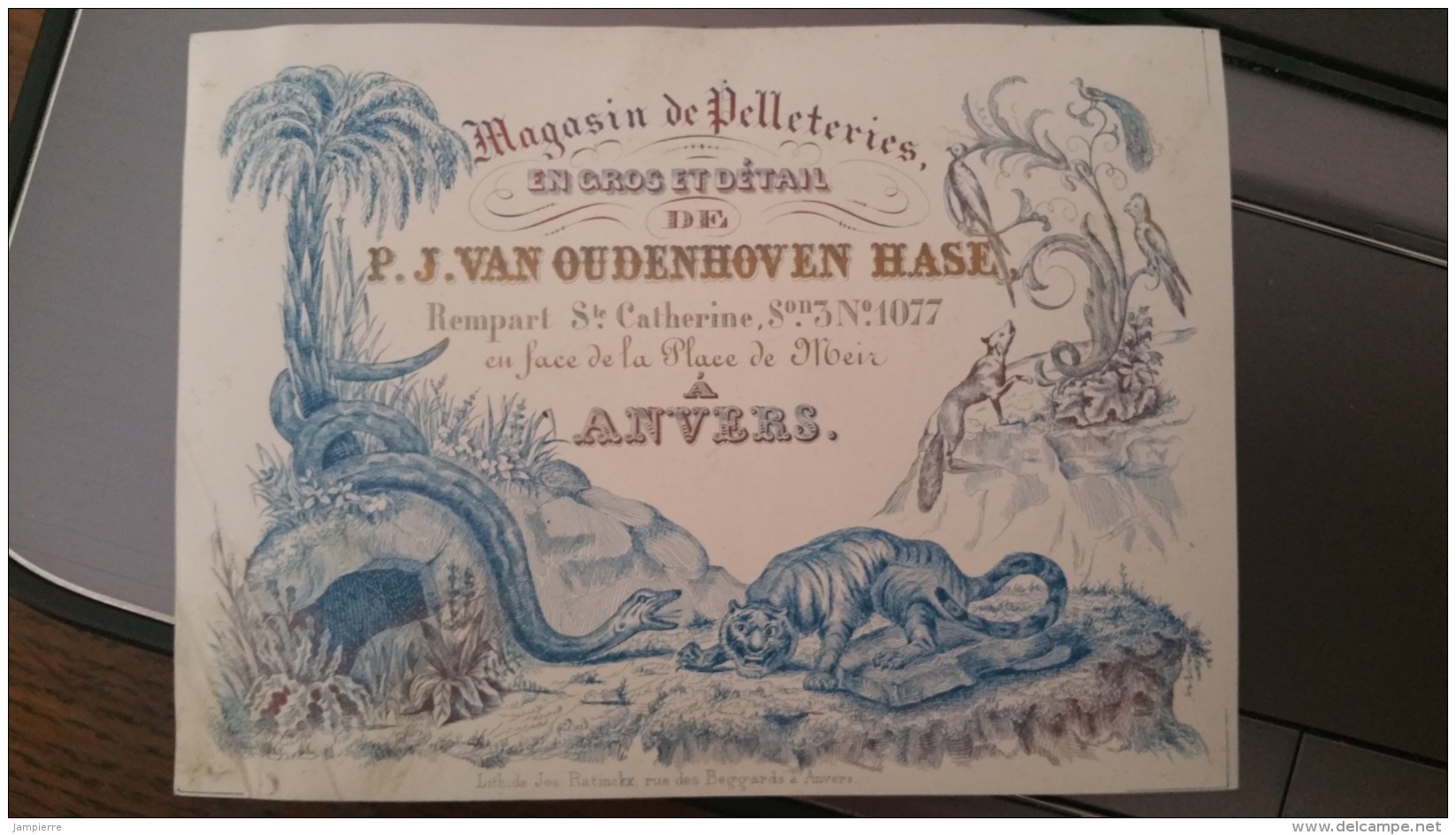 Carte Porcelaine (Porseleinkaart) - Anvers (Antwerpen) - P.J Van Oudenhoven Hase - Magasin De Pelleteries - Porzellan