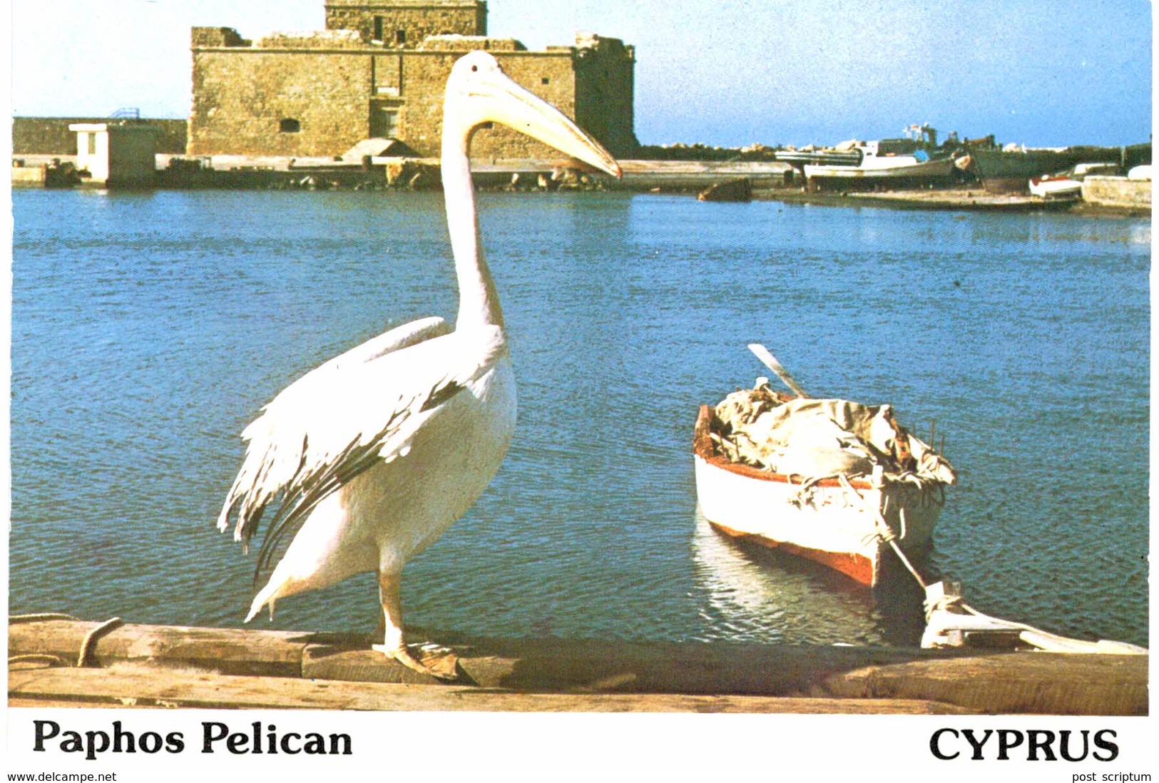 Chypre - Cyprus - Paphos Pelican - Chypre