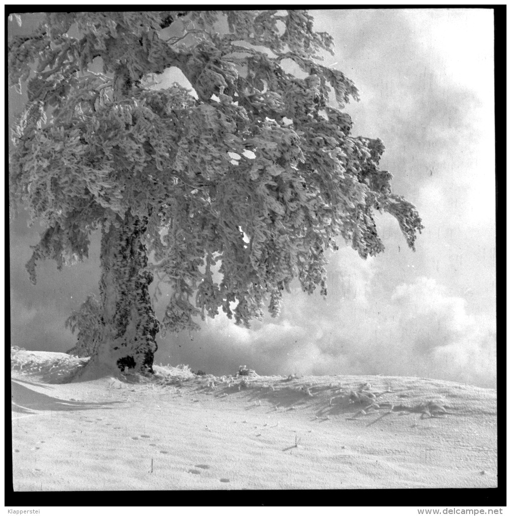 Lot de 20 Négatifs Transport d'un Avion au Markstein Haut-Rhin Vallée de Thann Novembre 1949 Transports Koenig