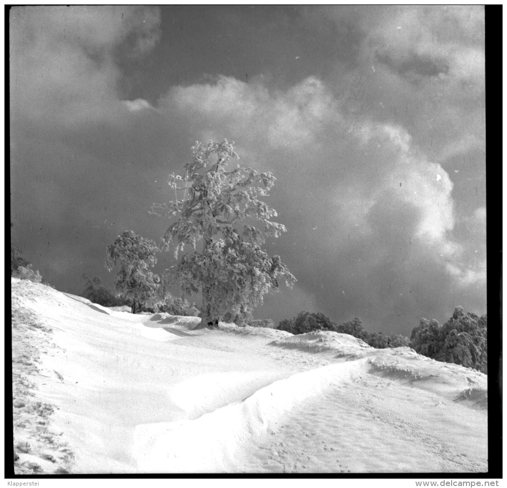 Lot de 20 Négatifs Transport d'un Avion au Markstein Haut-Rhin Vallée de Thann Novembre 1949 Transports Koenig