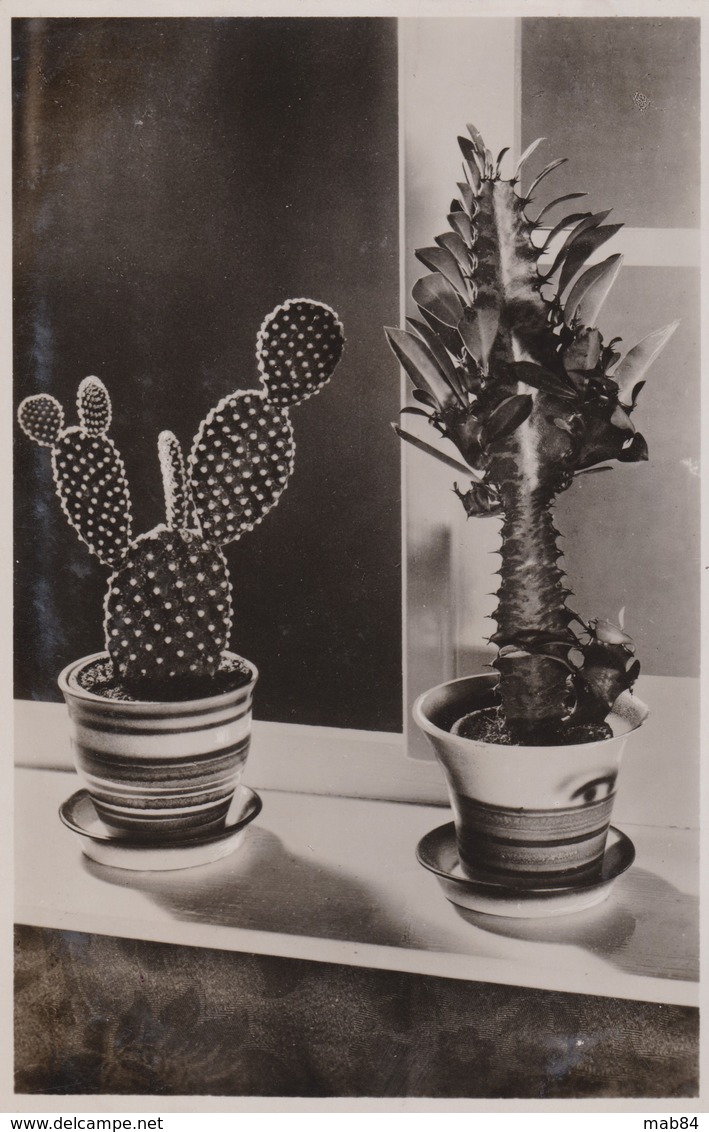 CACTUS - Cactusses