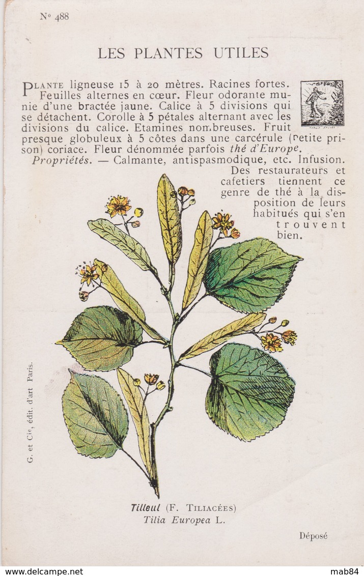 TILLEUL - Plantes Médicinales