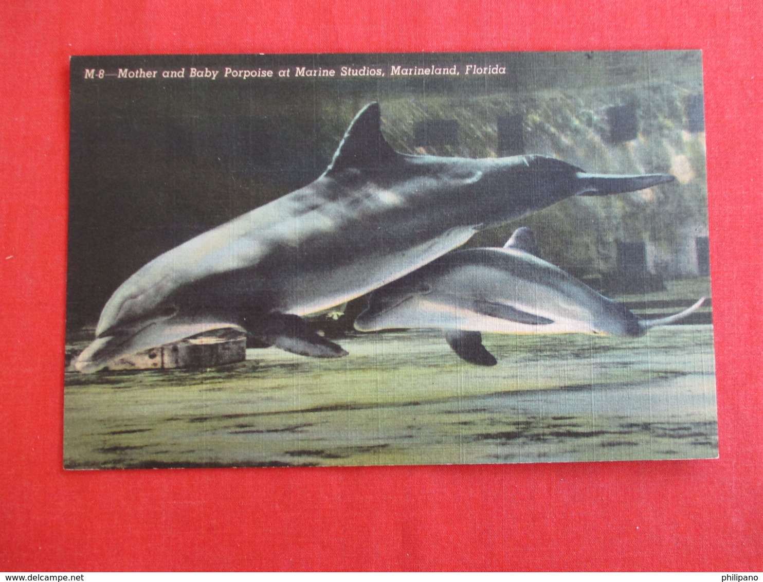 Mother & Baby Porpoise Marineland Florida      Ref 2935 - Other & Unclassified