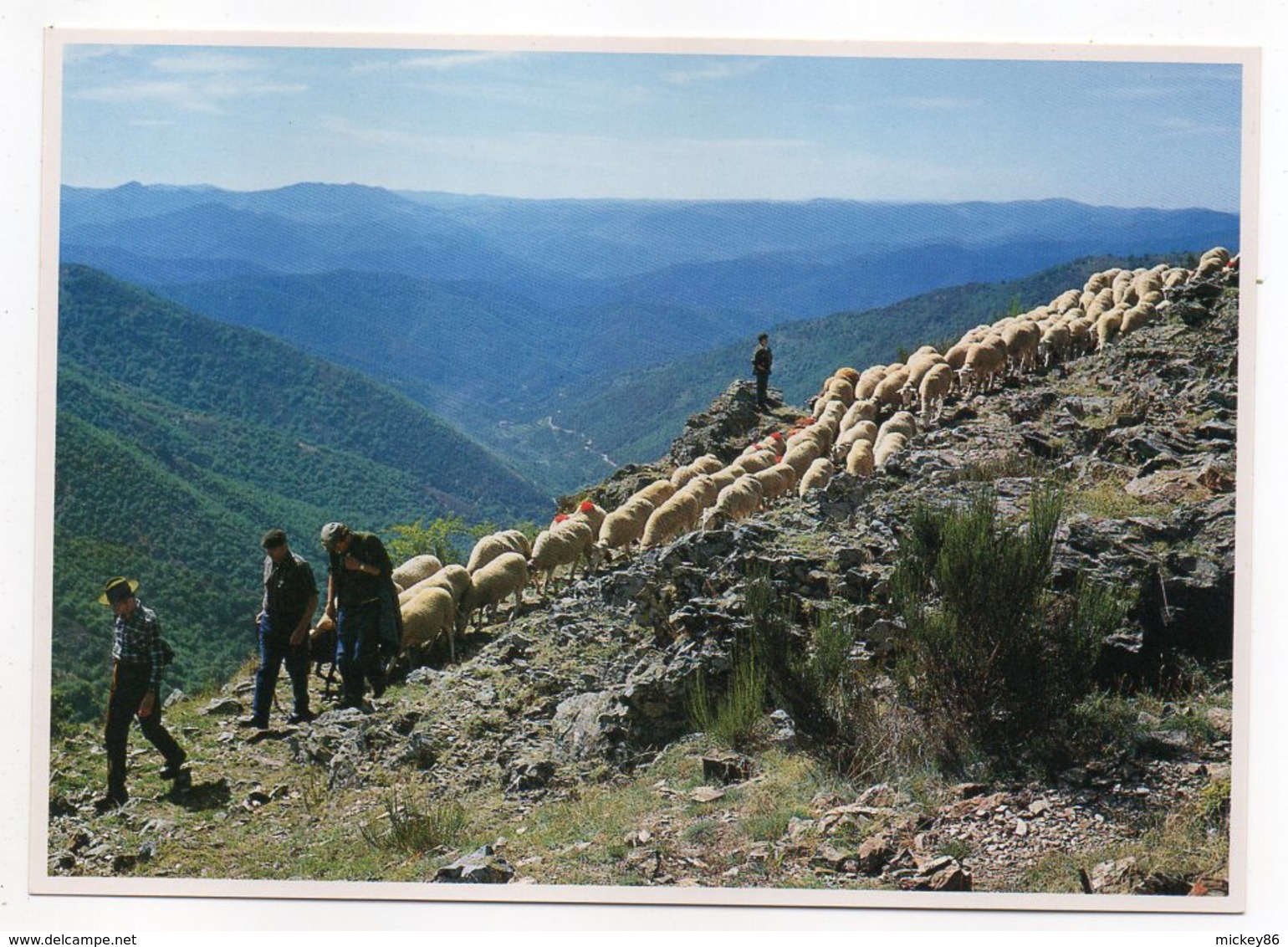 Les Cévennes --  TRANSHUMANCE  (bergers Et Troupeau  De Moutons) - Veeteelt