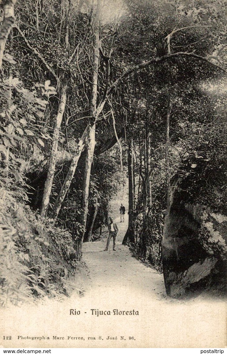 RIO TIJUCA FLORESTA BRASIL // BRAZIL. RIO DE JANEIRO. - Rio De Janeiro