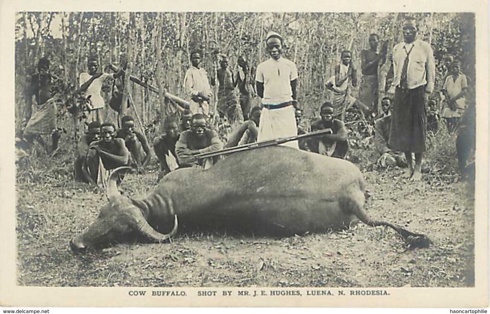 Zambie Rhodesia - Cow Buffalo Chasse Au Buffle - Sambia