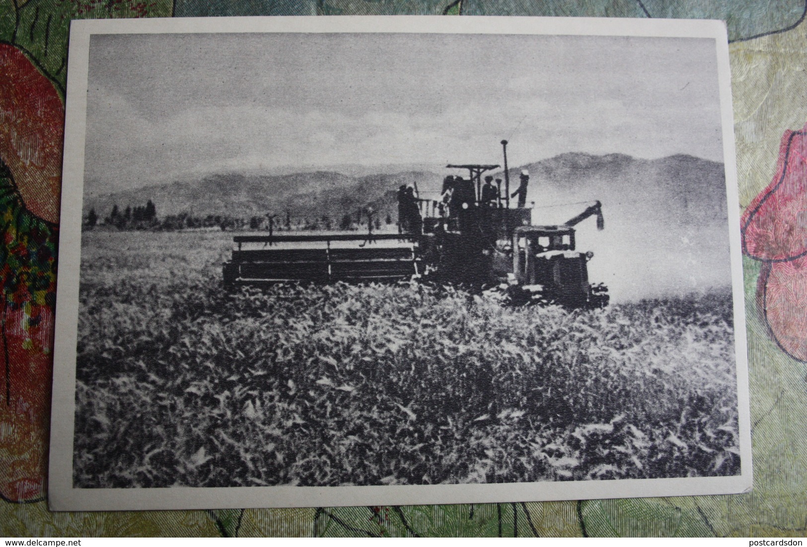 KOREA NORTH 1950s  Postcard - Barley Harvest - Korea, North