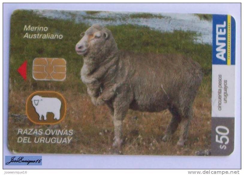 TC 441a URUGUAY, RAZAS OVINAS, SHEEP BREEDS, MOUTONS. MERINO AUSTRALIANO. ANTEL - Uruguay