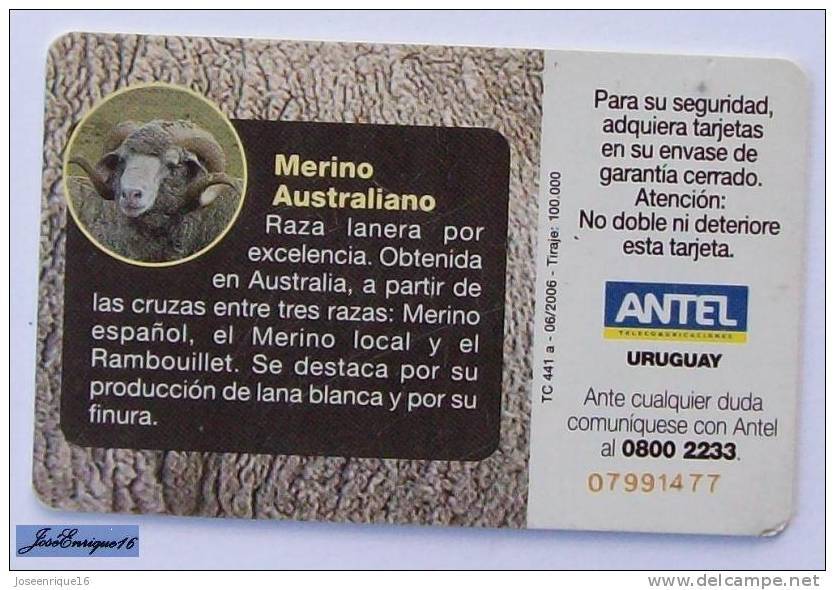 TC 441a URUGUAY, RAZAS OVINAS, SHEEP BREEDS, MOUTONS. MERINO AUSTRALIANO. ANTEL - Uruguay