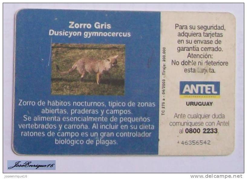 TC 275a ZORRO GRIS, DUSICYON GUMNOCERCUS. GREY FOX. ANTEL, URUGUAY - Uruguay