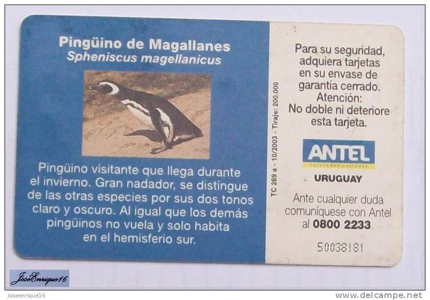 TC 269a PINGÜINO DE MAGALLANES, SPHENISCUS MAGELLANICUS. PENGUIN. ANTEL, URUGUAY - Uruguay