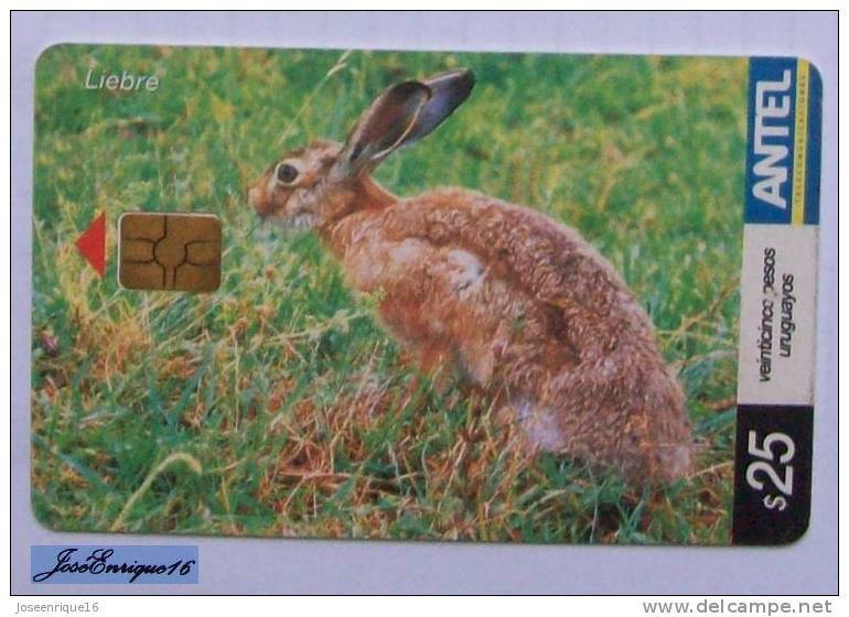 TC 342a OCHA, HARE, LIEBRE, LEPUS EUROPEAEUS. URUGUAY, ANTEL. - Uruguay