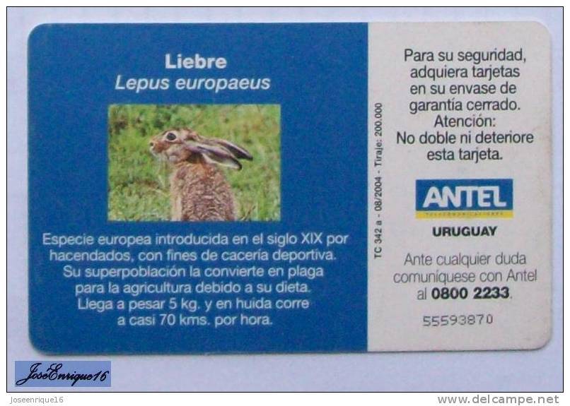 TC 342a OCHA, HARE, LIEBRE, LEPUS EUROPEAEUS. URUGUAY, ANTEL. - Uruguay