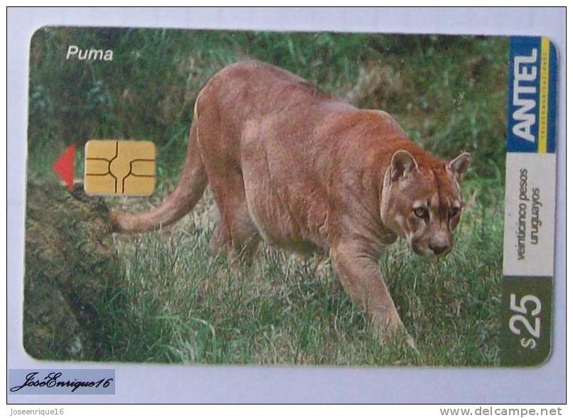 TC 274a PUMA, CONCOLOR. Cougar. ANTEL, URUGUAY. - Uruguay