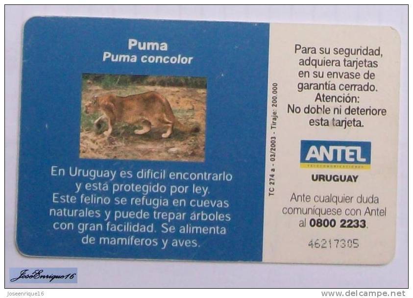 TC 274a PUMA, CONCOLOR. Cougar. ANTEL, URUGUAY. - Uruguay
