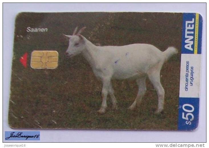 TC 451a URUGUAY, CABRA SAANEN. GOAT - ANTEL, URUGUAY. - Uruguay