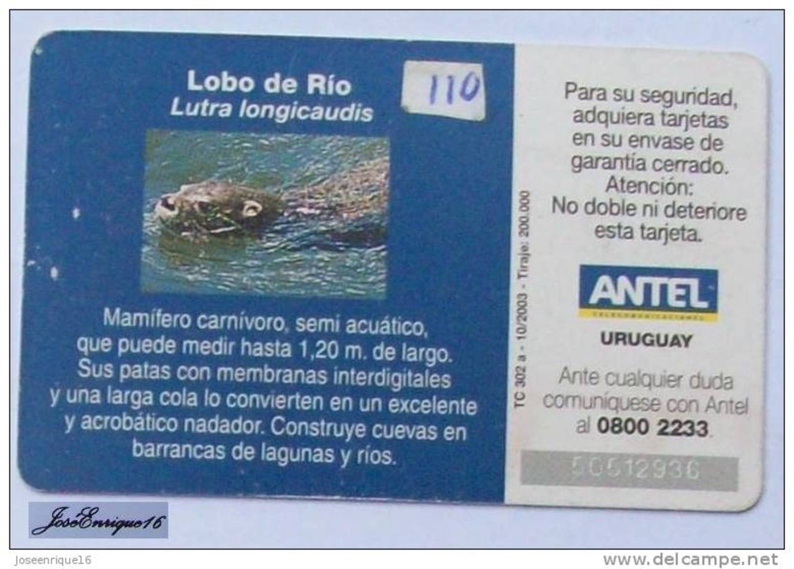 TC 302a LOBO DE RIO, LUTRA LINGICAUDIS. ANTEL, URUGUAY. - Uruguay