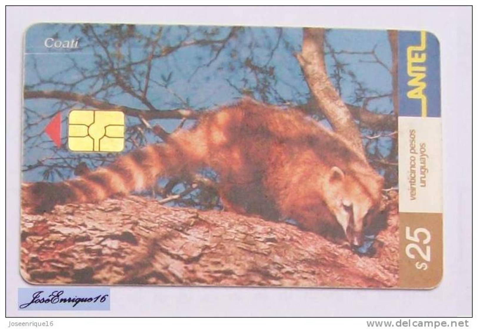 TC 252a COATI, NASUA NASUA SOLITARIA. URUGUAY, ANTEL.  COATÍES - Uruguay