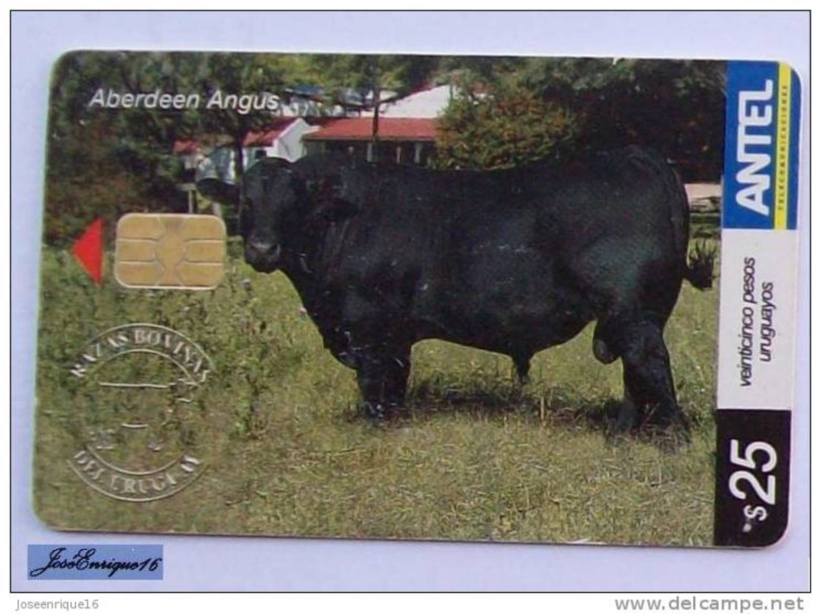 TC 429a URUGUAY, RAZAS BOBINAS, COILS BREED, BOBINES RACE. ABERDEEN ANGUS. ANTEL - Uruguay