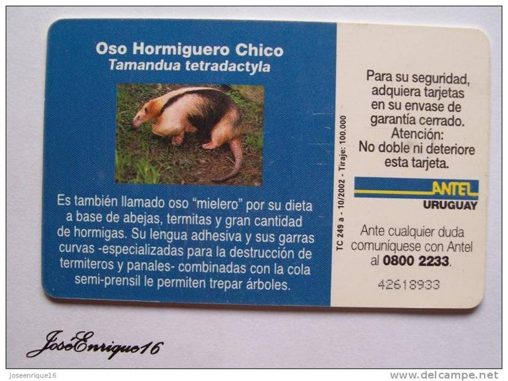 TC 249a OSO HORMIGUERO CHICO, Fourmilier, Anteater. ANTEL, URUGUAY - Uruguay