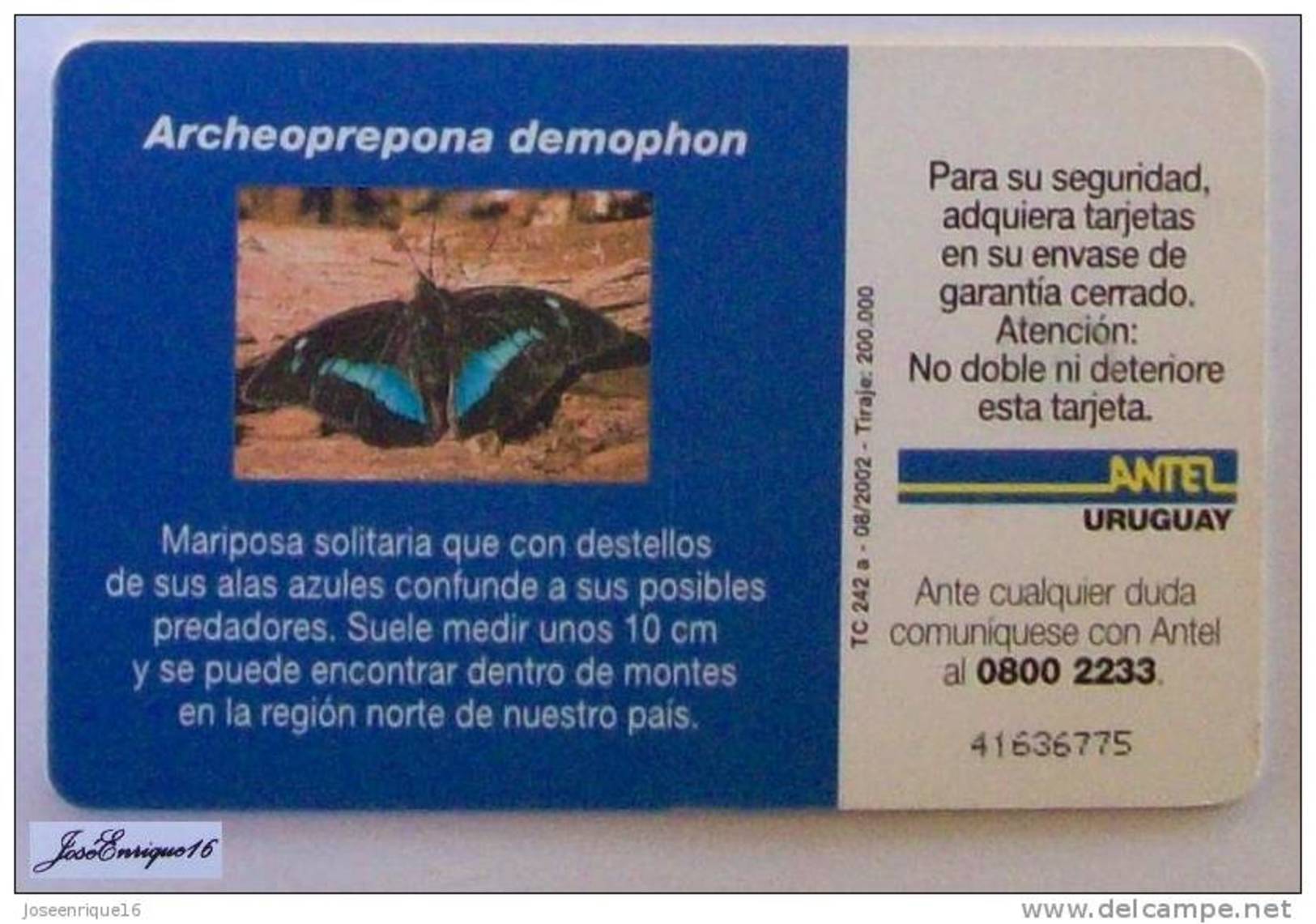 TC 242a Butterfly, MARIPOSA. ARCHEOPREPONA DEMOPHON. URUGUAY, ANTEL. - Uruguay