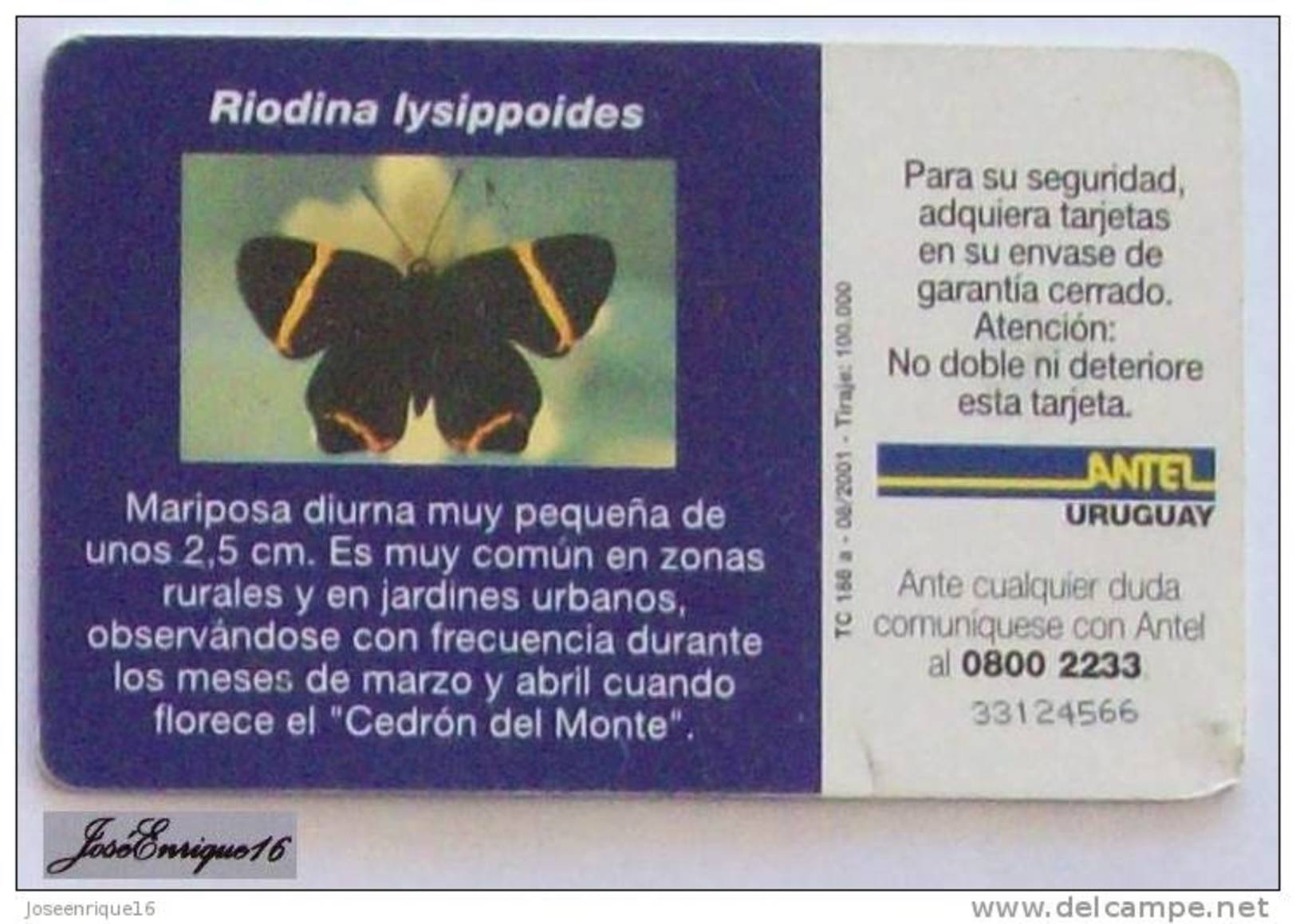 TC 186a MARIPOSA, Butterfly, RIODINA LYSIPPOIDES, URUGUAY, ANTEL - Uruguay