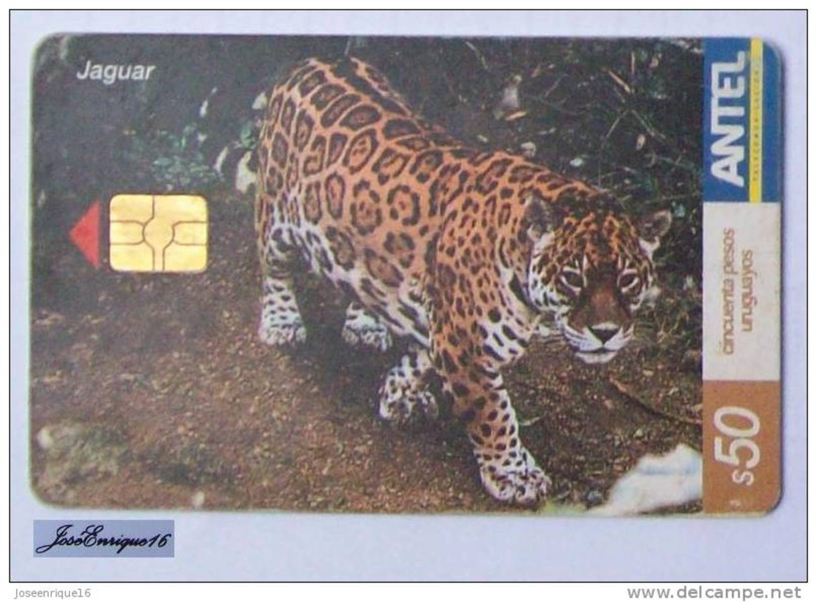 TC 272a JAGUAR, PANTHERA ONCA. American Tiger. URUGUAY, ANTEL. - Uruguay