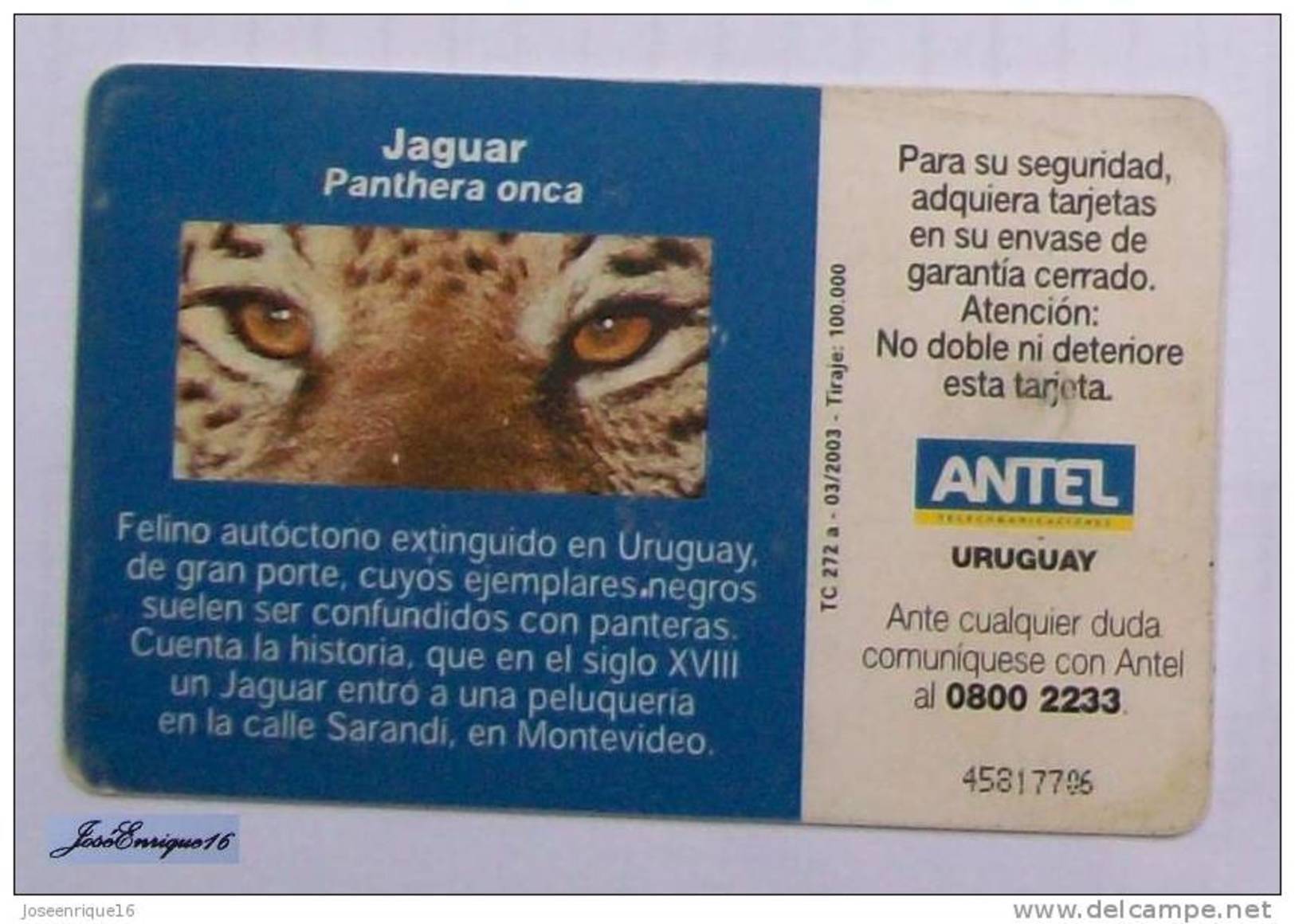 TC 272a JAGUAR, PANTHERA ONCA. American Tiger. URUGUAY, ANTEL. - Uruguay