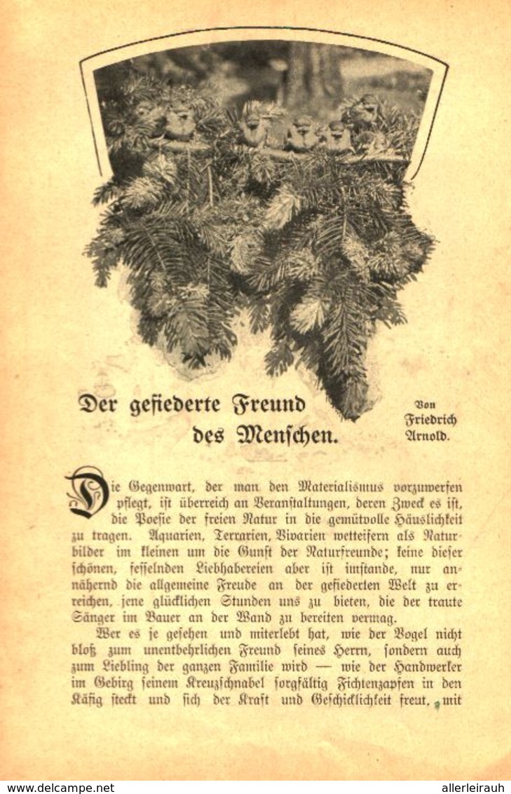 Der Gefiederte Freund Des Menschen / Artikel, Entnommen Aus Kalender / 1907 - Pacchi