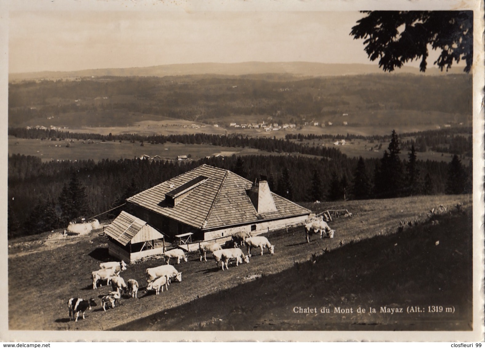 Chalet Du Mont De La Mayaz, Alt. 1319 M. Alpage Avec Bétail.  Ecrite 1939 - Other & Unclassified