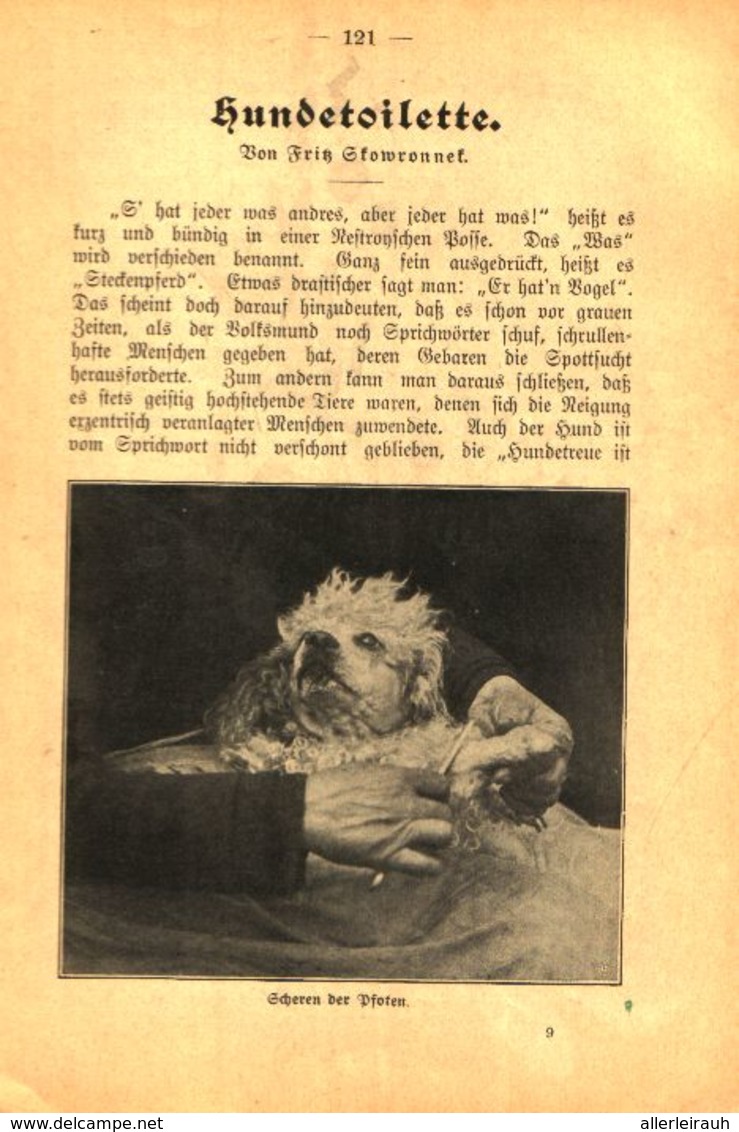 Hundetoilette / Artikel, Entnommen Aus Kalender / 1907 - Bücherpakete