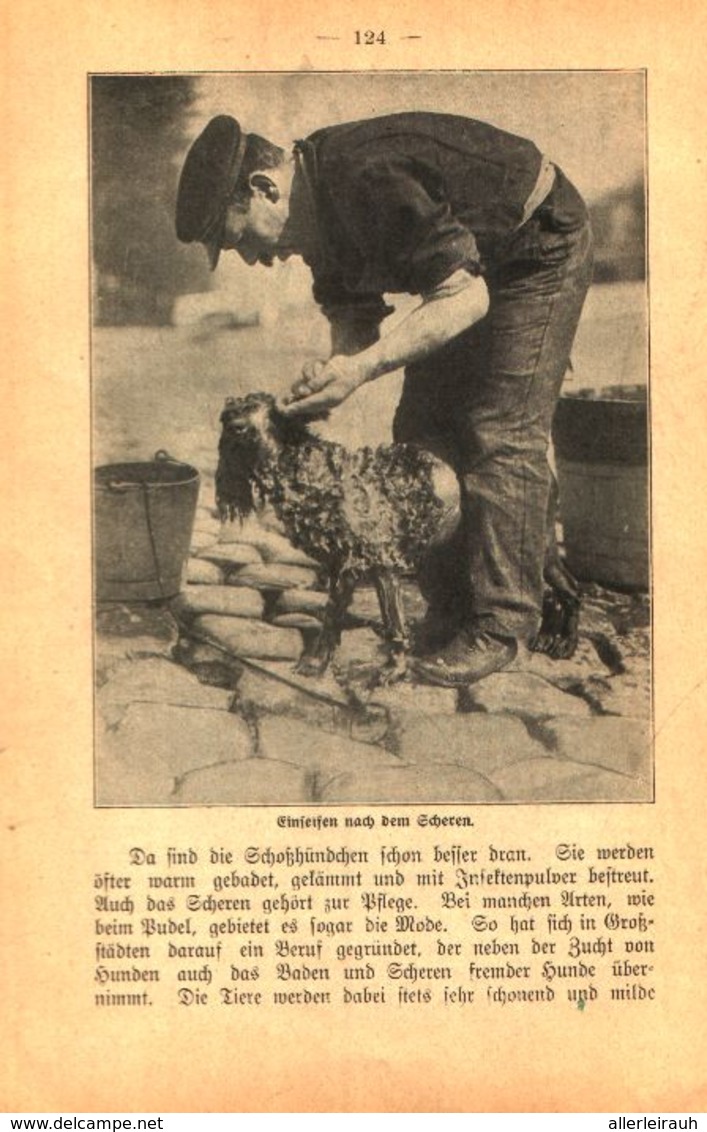 Hundetoilette / Artikel, Entnommen Aus Kalender / 1907 - Bücherpakete