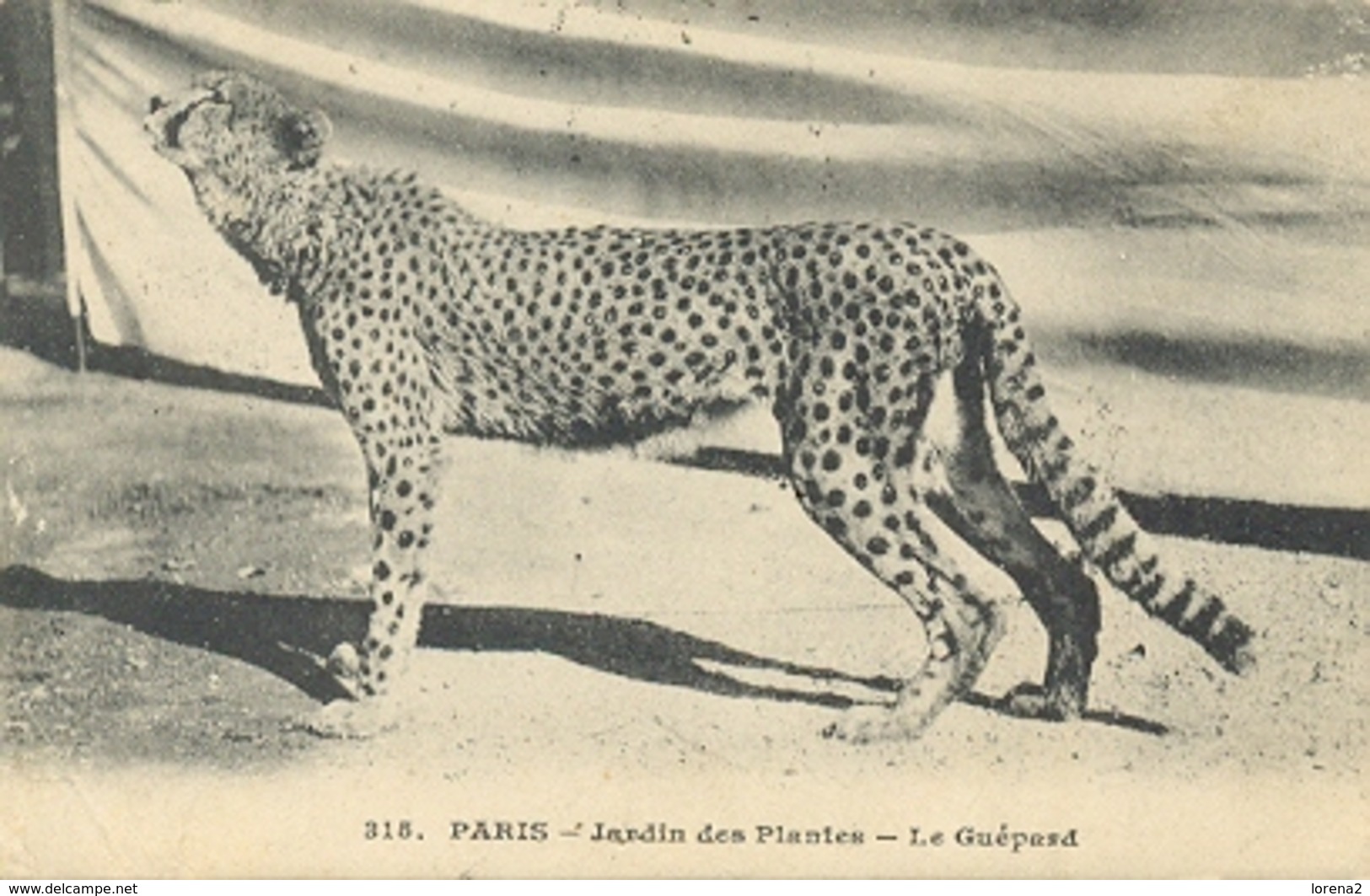 Postal Francia. 315. Paris. Jardin Des Plates. Le Guepard. Circulada Y Matasellada. Ref. 7-3ay117 - Otros & Sin Clasificación