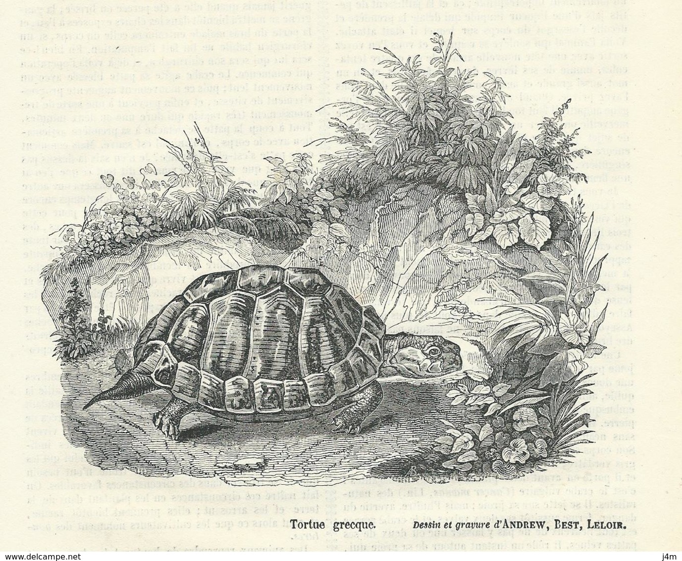 GRAVURE De 1837... TORTUE GRECQUE - Stiche & Gravuren