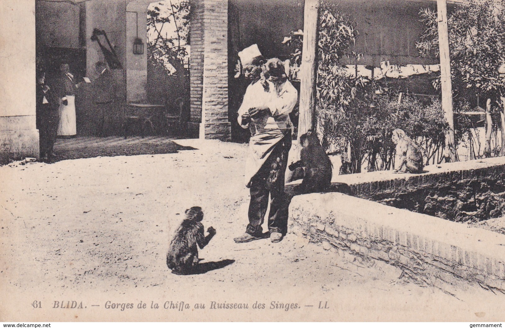 BLADA -GORGES DE LA CHAFFA AU RUISSEAU DES SINGES - Monkeys