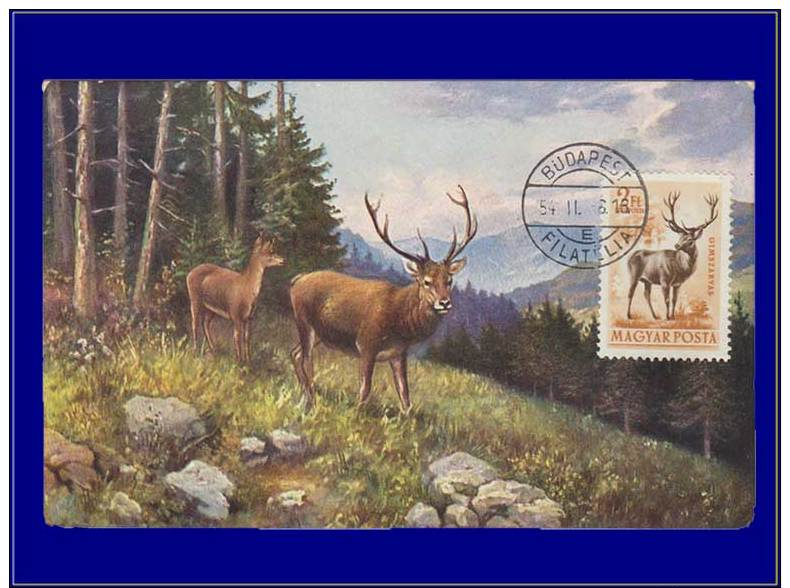 Hongrie, Carte Maximum, Yvert 145 PA, Cerf - Maximum Cards & Covers