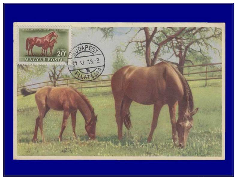 Hongrie, Carte Maximum, Yvert 111 PA, Cheval - Maximum Cards & Covers