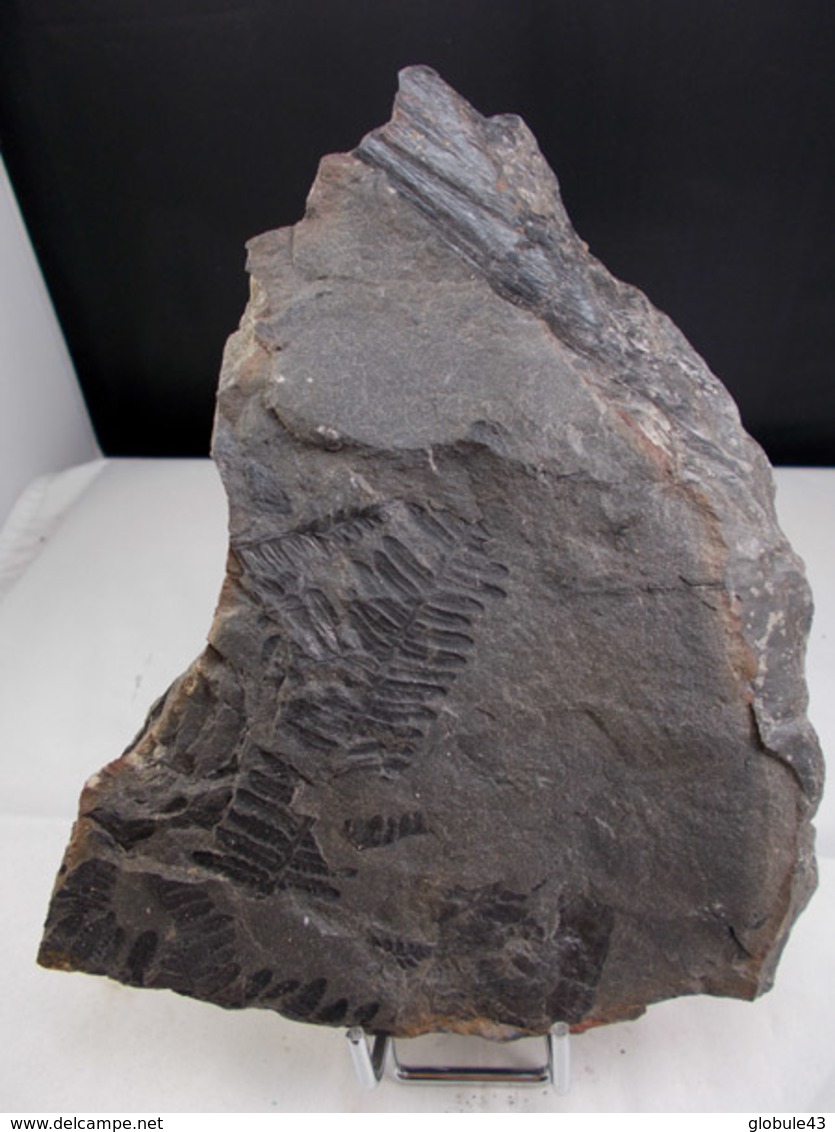 PECOPTERIS ET ROSEAU ? (RV) 15, X 10, Cm BASSIN CARBONIFERE DE GAGNAIRE - Minerali